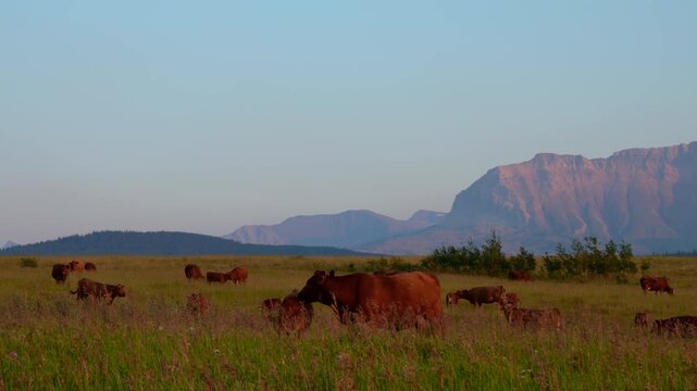 serene meadow views with livestock graze peacefully amidst majestic mountain backdrops. Mother cow licking her calf
