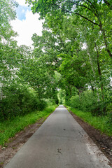 Fototapeta premium Touristic trail of empty road pathway in forest or park with green lush nature. Path way. Nature in mixed forest. Summer park nature. Public park nature forest. Green forest wood in summer