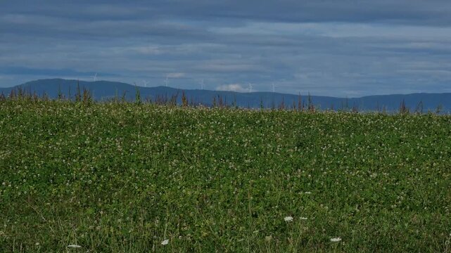 Highland grassland landscape with a group of wind turbines standing above distant mountain ranges in the background.