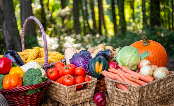 Summer or autumn farm crop. Garden vegetables harvesting. Fresh and organic healthy vegetable. Gardening agriculture cultivation. Organic food. Harvest of vegetable. Eco farming and harvesting