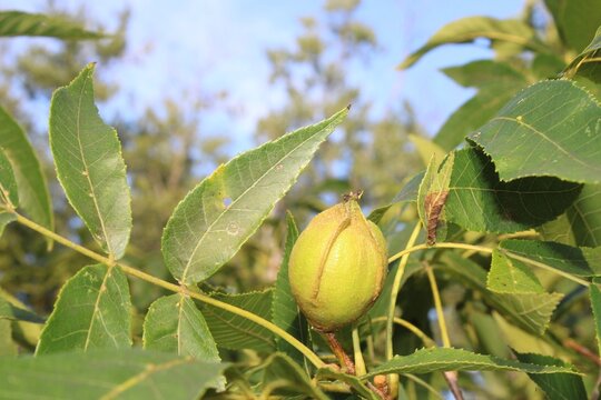 Green shagbark hickory nut with leaves at Miami Woods in Morton Grove, Illinois