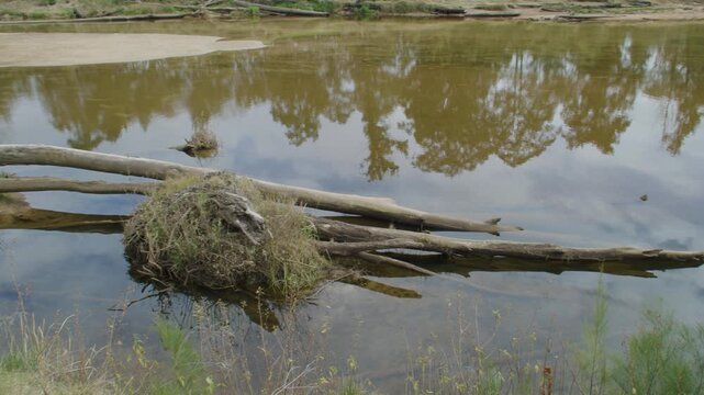 Footage of a fallen tree in the Grose River as it flows through the Yarramundi Reserve surrounded by bushland and a sandy shoreline in the Hawkesbury region of New South Wales, Australia