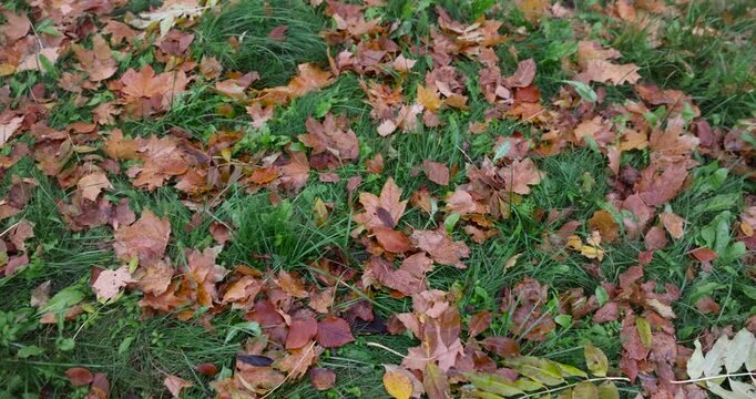 Green grass turning yellow in autumn with dry autumn leaves of a tree, the texture of the natural surface of the earth with fallen leaves in a public garden or park