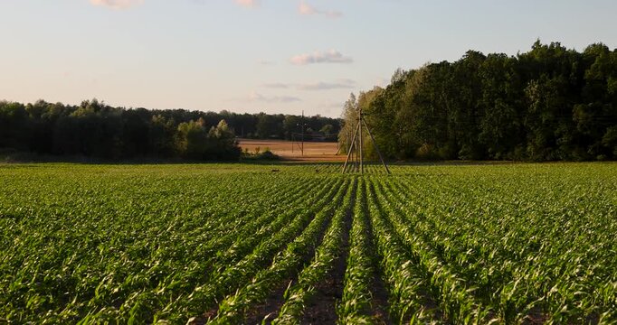Green corn field with smooth rows of plantings, endless young corn field stretches to the forest under light sky on a warm sunny day, agriculture