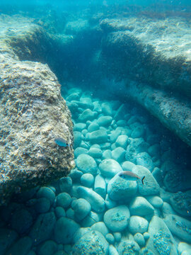 Oblada melanura, underwater view of saddled seabream fish swimming over smooth round stones and rocky reef in clear turquoise sea water on sunny day, Oblada melanura,