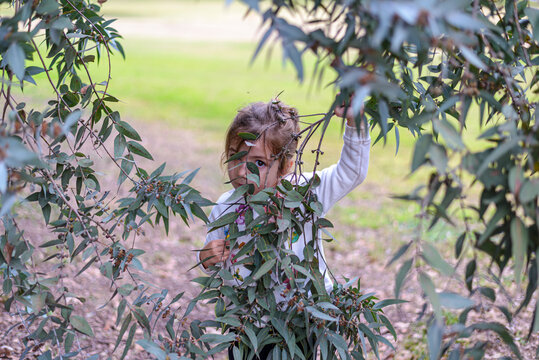 Child explores eucalyptus tree in soft sunlight