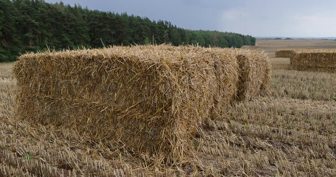 Square straw bale in rural farming landscape, dry hay bale on mown wheat field pasture next to woodland line under cloudy sky