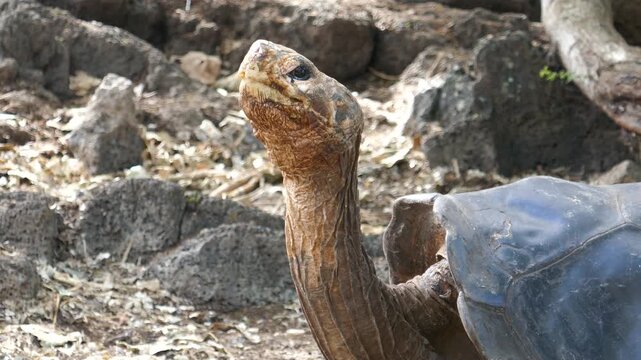 Saddleback shell Galapagos giant tortoise holding head up high and looking around
