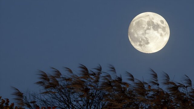 Full moon above reeds and tree silhouettes at night