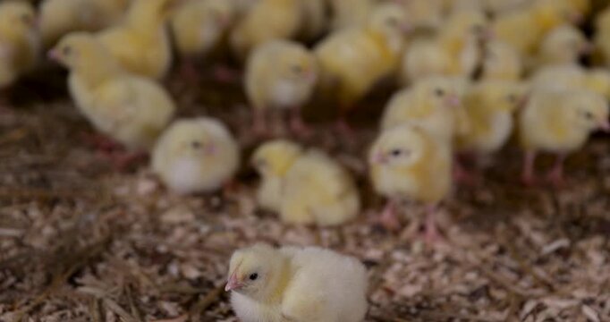 Little yellow chickens chickens on a litter, a group of little yellow chickens on a modern agricultural farm