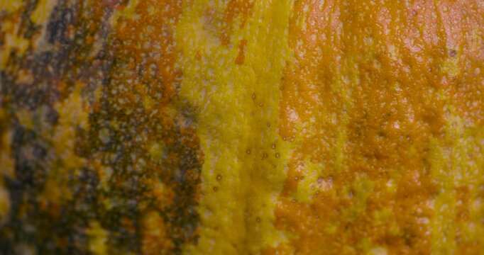 Green-yellow background of pumpkin peel surface, raw pumpkin peel with rough texture close-up