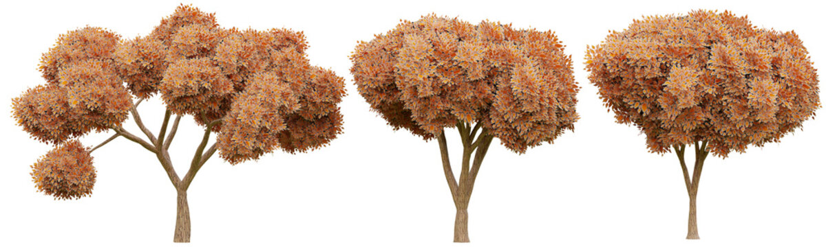 Autumn trees with vibrant orange leaves on transparent background 3d rendering png