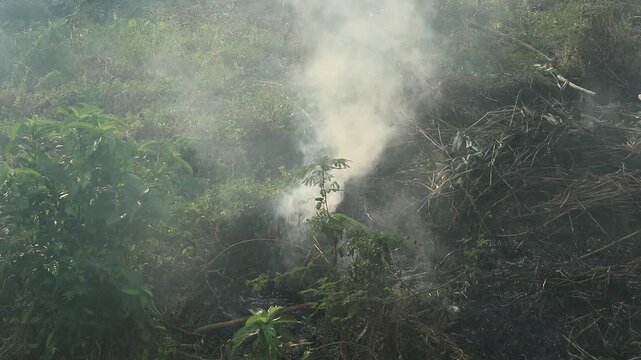 Dense smoke rising from a bushfire burning in a tropical forest area.