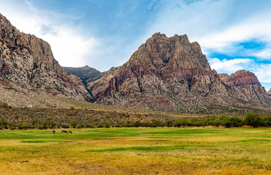 Wild burros grazing against sandstone mountains at Spring Mountain Ranch