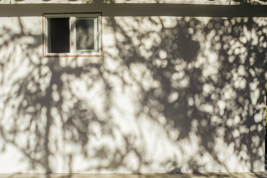 The light of the sunrise casts the shadow of the trees
