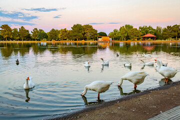 Flock of domestic white geese gathered at Sunset Park lake © PhotoSpirit