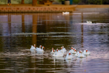 Flock of domestic white geese swimming in Sunset Park lake © PhotoSpirit