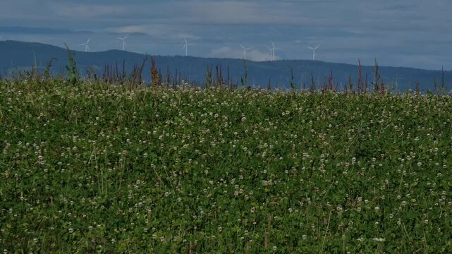Highland grassland landscape with a group of wind turbines standing above distant mountain ranges in the background.