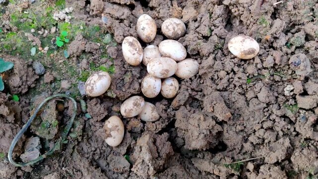 Fresh turtle eggs lying on damp soil after being laid in outdoor environment.