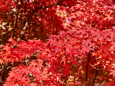 Red maple leaves on a tree branch in autumn