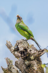 Naklejka premium A southern emerald toucanet with something in the bill