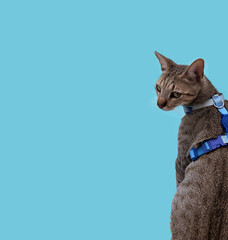 Cute grumpy cat on a blue background © zimmer