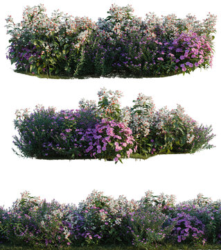 Catharanthus roseus, Clerodendrum thomsonae and Cuphea tree shrub, plant bush, cutout, isolate transparent background