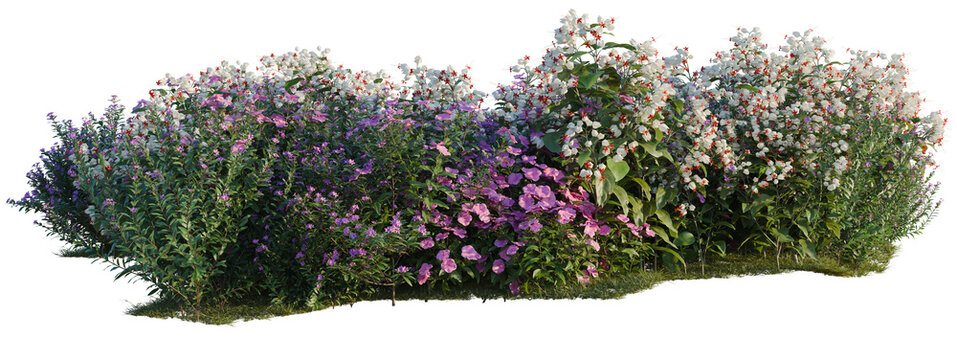 Catharanthus roseus, Clerodendrum thomsonae and Cuphea tree shrub, plant bush, cutout, isolate transparent background, Vibrant floral bush with mixed blossoms