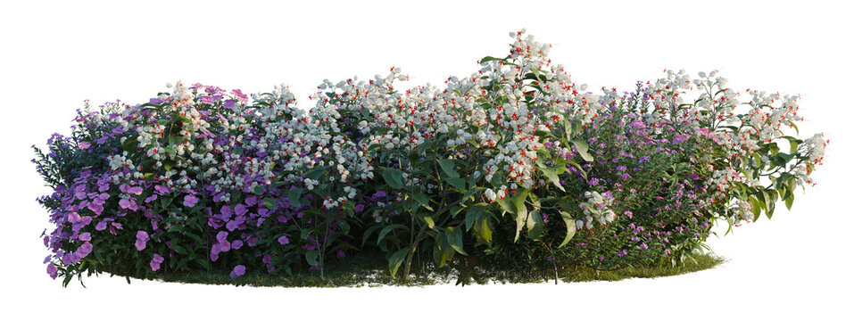 Catharanthus roseus, Clerodendrum thomsonae and Cuphea tree shrub, plant bush, cutout, isolate transparent background, Vibrant mixed flower bush with pink, purple