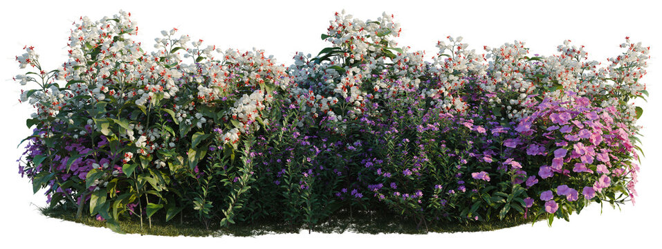Catharanthus roseus, Clerodendrum thomsonae and Cuphea tree shrub, plant bush, cutout, isolate transparent background