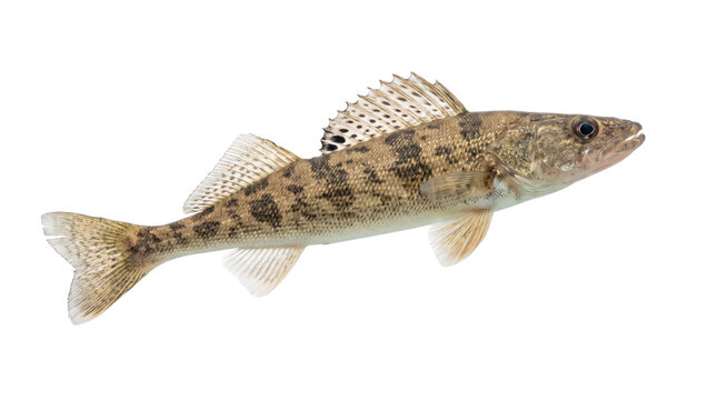 Freshwater zander fish isolated on white background, predatory pike-perch with camouflaged scales, wild river fish for fishing and culinary concepts