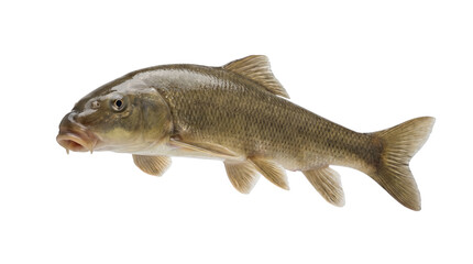 Naklejka premium Freshwater Bullhead Catfish, Side View Isolated on White, Fresh Fish, Aquatic Species with Visible Barbel, Brown and Grey Scales, Aquaculture Marine Life