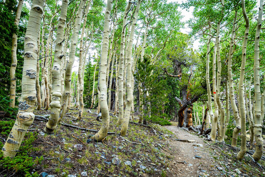 Quaking aspen trees along high elevation mountain trail