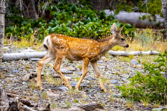 Spotted baby fawn portrait in Great Basin National Park