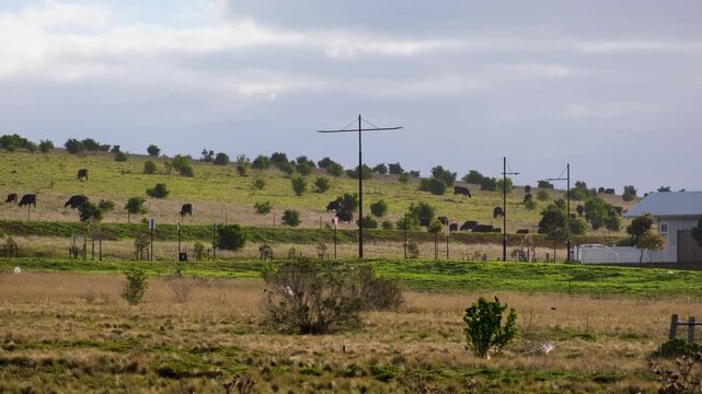 A rural-suburban landscape in Eynesbury, Victoria, featuring cattle grazing on a distant hillside, undeveloped grassland in the foreground, cars&nbsp;driving along the road, and modern residential housing.