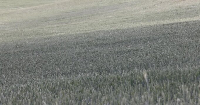Green wheat stalks on rural agriculture field hills, organic cereal plant wheat crop meadow covering hillsides in countryside