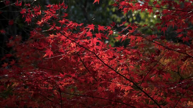 風に揺れる紅葉を固定撮影した4Kスローモーション動画