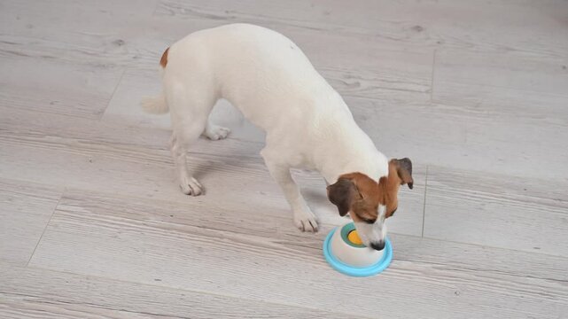A Jack Russell Terrier dog licks a lick toy.