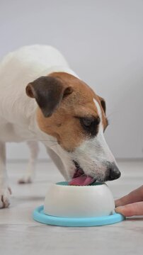 A Jack Russell Terrier dog licks a lick toy.