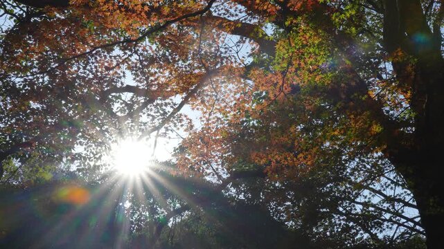紅葉を逆光で撮影した4Kスローモーション動画