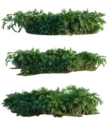 Philodendron xanadu tree shrub, plant bush, cutout, isolate transparent background, Dense tropical shrubbery with exposed roots, perfect for landscaping design elements and nature backdrops. © DH Tree Stock