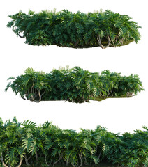 Philodendron xanadu tree shrub, plant bush, cutout, isolate transparent background, Detailed Tropical Foliage Ground Cover - Lush Greenery for Landscape Design and Natural Scenes © DH Tree Stock