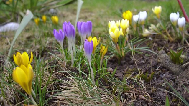 A mesmerizing time-lapse of crocus flowers blooming in a vibrant spring garden with melting snow creating a dynamic nature scene.