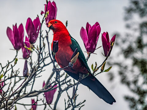  Winter King Parrot In Magnolia Tree