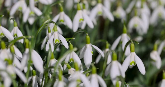 A few white snowdrops on thin green stalks, wild snowdrops bloom on a blurred background of forest soil on a sunny day