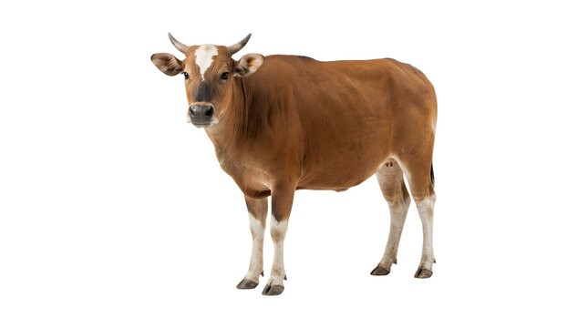 Brown cow standing isolated on a white background.