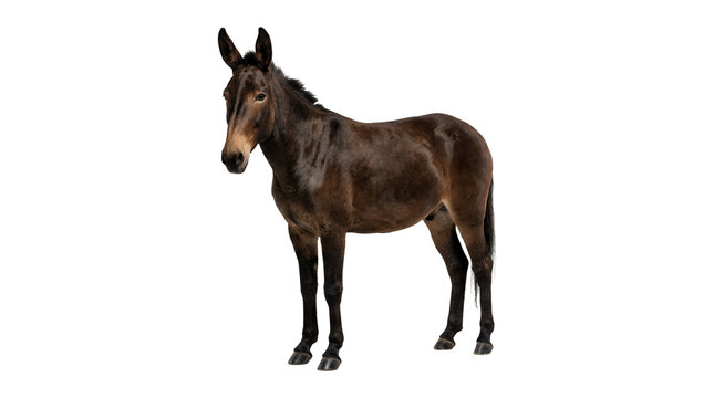 Cute brown donkey standing isolated on white background.