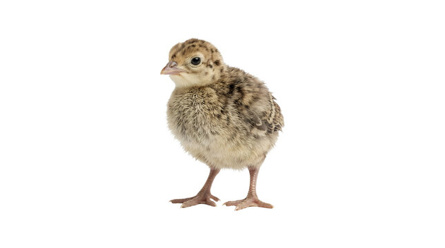 Cute little turkey poult standing isolated on white background.
