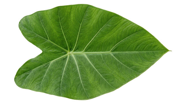 Fresh Green Elephant Ear Leaf Isolated on White Background.