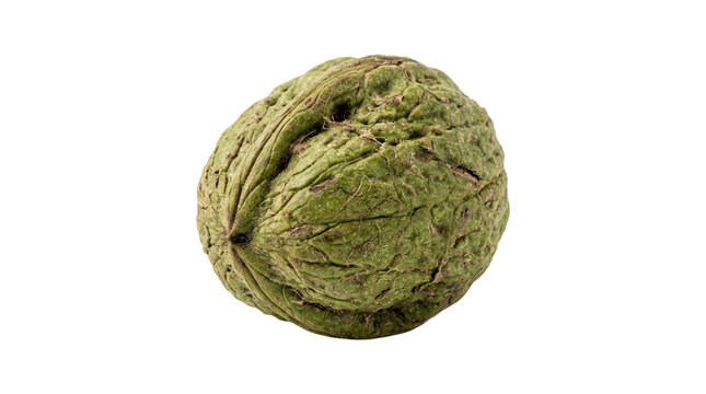 Fresh Green Walnut Isolated.